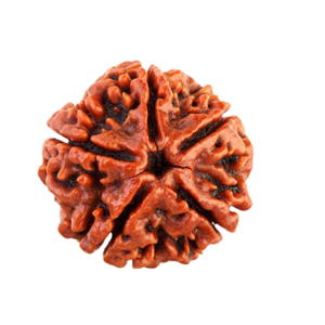 Rudraksha