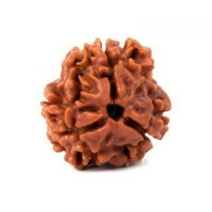 Natural Brown Real Rudraksha Beads 3 Mukhi
