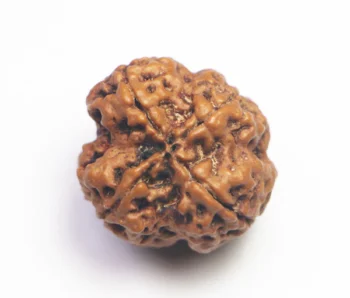Natural Brown Real Rudraksha Beads 4 Mukhi