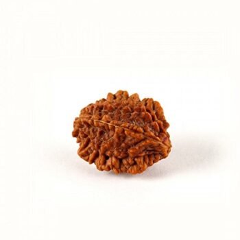 Natural Brown Real Rudraksha Beads 2 Mukhi